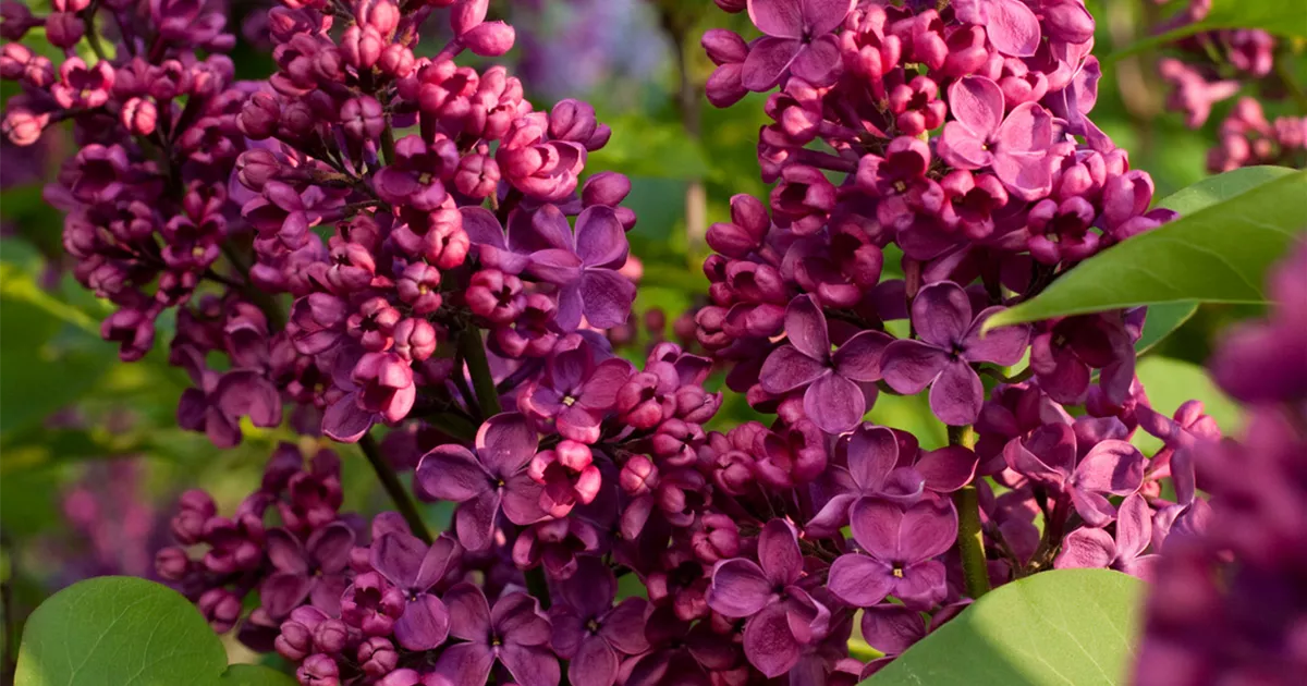 Syringa Vulgaris Andenken An Ludwig Sp Th Kategorie Historischer Flieder Kircher Collection