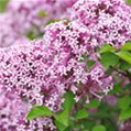 Syringa meyeri 'Lillifee'®