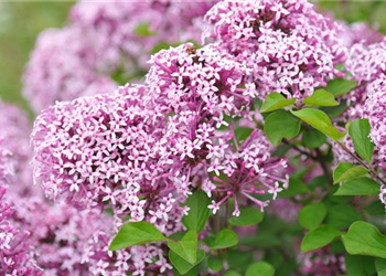 Syringa meyeri 'Lillifee' (3).JPG