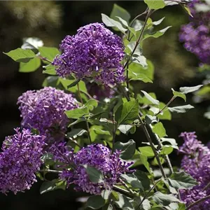 Syringa Bloomerang® 'Dark Purple'