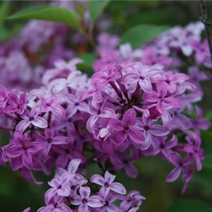 Syringa chinensis 'Saugeana'