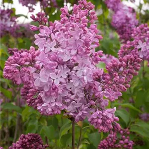 Syringa hyacinthiflora 'Esther Staley'