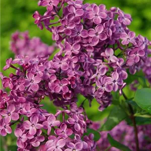 Syringa hyacinthiflora 'Pocahontas'