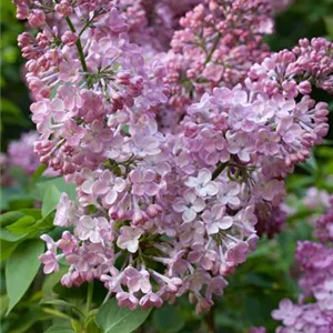 Syringa hyacinthiflora 'Rosenrot'