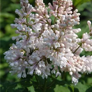 Syringa josiflexa 'Miss USA'®