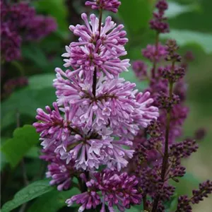 Syringa josikaea