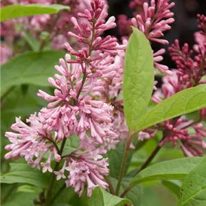 Syringa josiflexa 'James Macfarlane'