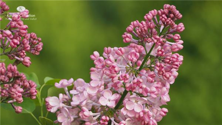 syringa-wallpaper-3.jpg