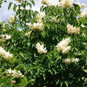 Syringa pekinensis 'Beijing Gold'®