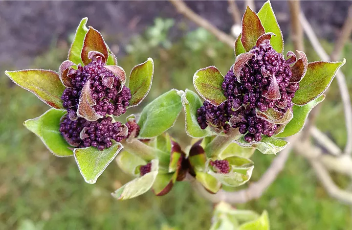 Knospen - Symbol der Hoffnung