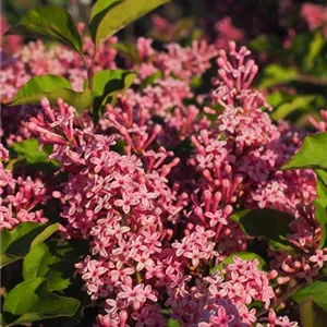 Syringa Flowerfesta® 'Pink'