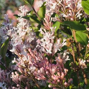 Syringa Flowerfesta® 'White'