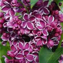 Syringa vulgaris 'SENSATION' 