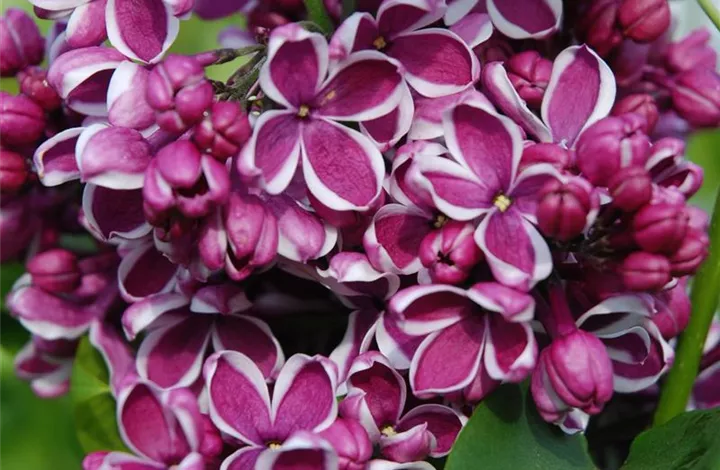 Syringa vulgaris 'SENSATION' 